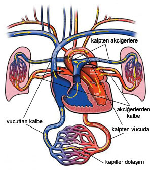 kalp akciğerler ve dolaşım diğer sağlık